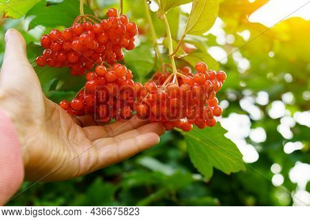 Red Ripe Viburnum Berries On A Tree. Kalina. Autumn. Selective Focus