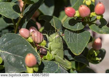 Great Green Bush-cricket Female (tettigonia Viridissima) Sits Close-up On A Shrub (hypericum Androsa