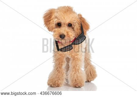 sweet caniche dog having his sunglasses falling over his ears and wearing a red bowtie 