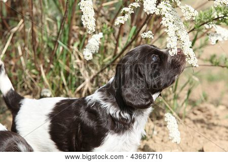 Duitse Quail hond
