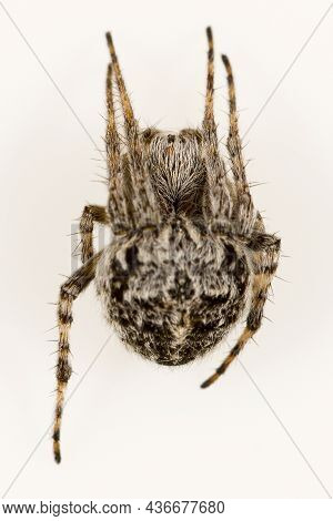 Spider On Natural Background - Agalenatea Redii - Weaver Spider.