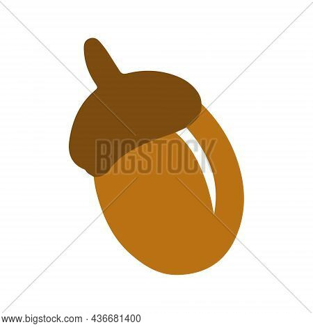 Oak Acorn In Color On A White Background