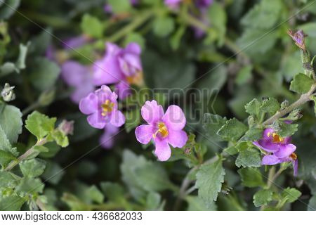 Ornamental Bacopa Pink Flowers - Latin Name - Chaenostoma Cordatum
