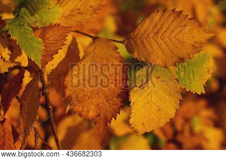 Yellow Autumn Leafs Background On Sunny Day