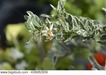 Variegated Jerusalem Cherry Flowers - Latin Name - Solanum Pseudocapsicum Variegata
