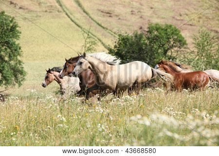 Kudde van het runnen van paarden