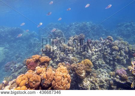 Colorful Coral Reef At The Bottom Of Tropical Sea, Hard Corals And Sergeant Major Fishes, Underwater