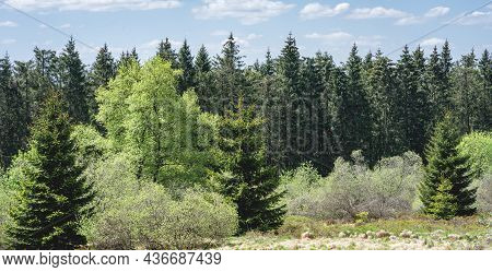 Les Haute Fagnes, Part Of The Belgium Ardennes With Burning Trees.