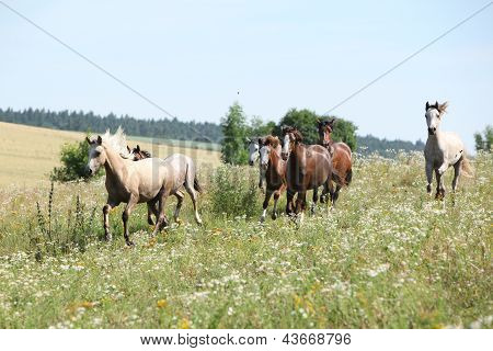 Kudde van paarden In bloemen
