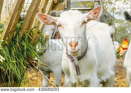 Modern Animal Livestock. Cute Goat Relaxing In Yard On Farm In Summer Day. Domestic Goats Grazing In