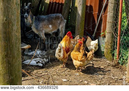 Goat And Free Range Chicken On Organic Animal Farm Freely Grazing In Yard On Ranch Background. Hen C