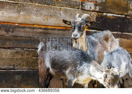 Modern Animal Livestock. Cute Goat Relaxing In Yard On Farm In Summer Day. Domestic Goats Grazing In