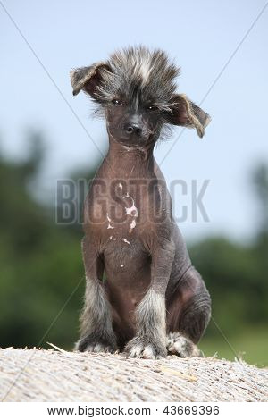 Chinese Crested Dog