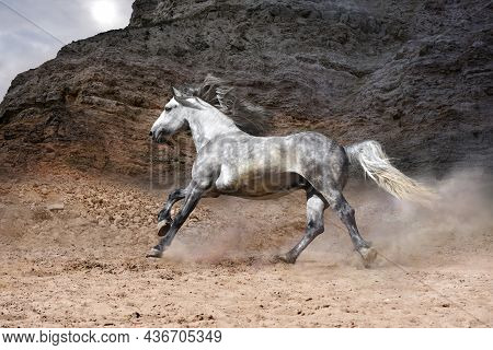 A Free White Horse Runs Swiftly In The Mountains Without Fear Of The Scree Of Rocks Covering The Sky