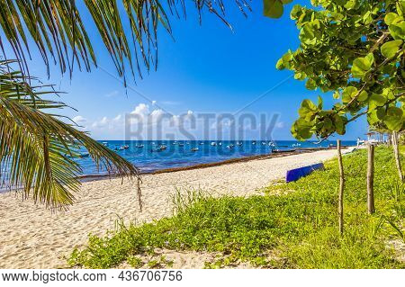 Tropical Mexican Beach With Palm Trees Playa Del Carmen Mexico.
