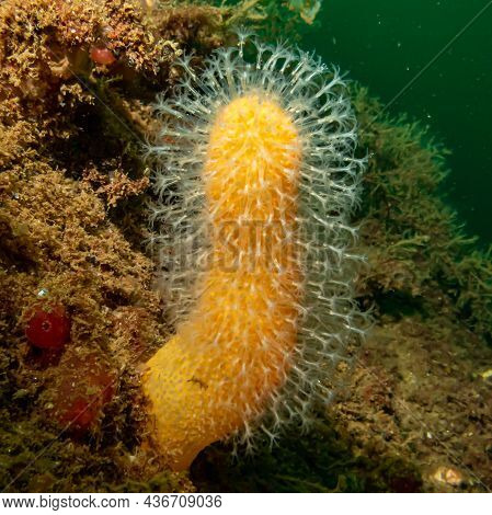 A Close-up Picture Of The Soft Coral Dead Mans Fingers Or Alcyonium Digitatum. Picture From The Weat