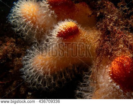 A Closeup Picture Of A Feeding Soft Coral Dead Mans Fingers Or Alcyonium Digitatum. Picture From The