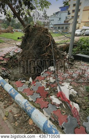 Howrah, West Bengal, India - 31st May 2020 : Super Cyclone Amphan Uprooted Tree And The Force Raised