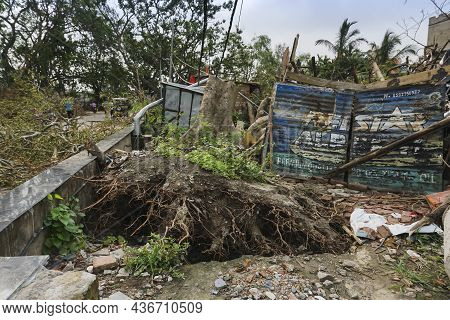 Howrah, West Bengal, India - 31st May 2020 : Super Cyclone Amphan Uprooted Tree Which Fell , Broke H