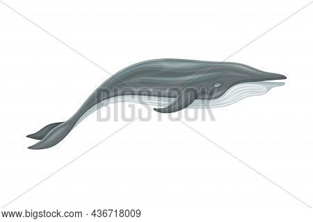 Minke Whale As Aquatic Placental Marine Mammal With Flippers And Large Tail Fin Closeup Vector Illus