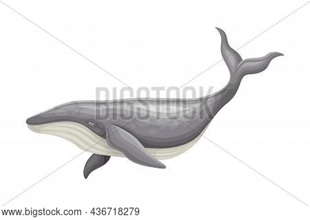 Whale As Aquatic Placental Marine Mammal With Flippers And Large Tail Fin Closeup Vector Illustratio
