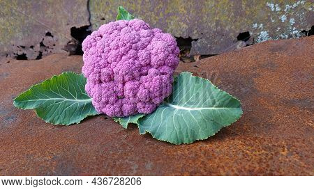 Purple Cauliflower On The Background Of An Old Rusty Metal Sheet
