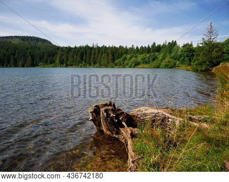 Old Cut Tree Trunk With Lake And Fir Trees In The Background