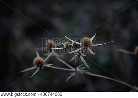 Spine Thistle Bluehead In Autumn, Photo In Dark Colors