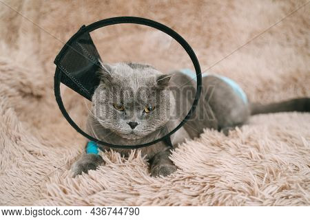 Scottish Fold Cat Is Lying On The Sofa In A Plastic Collar After Surgery. Catheter For Ivs Is Instal