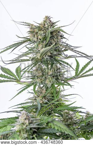 Detail Of A Bruce Banner Cannabis Plant Isolated On White