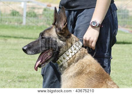 Bojový pes plemene Belgický Malinois