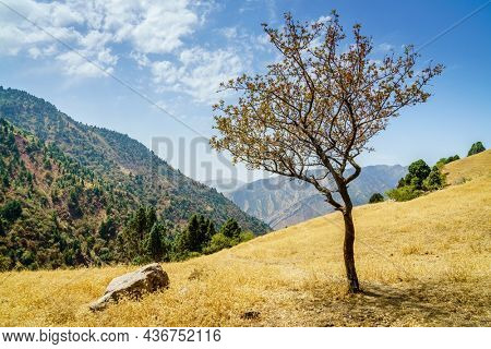 Scenic view of Hissar Valley in Tajikistan with a tree in the foreground