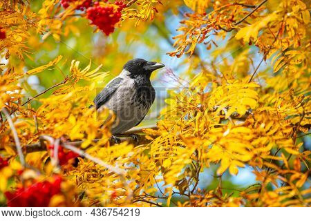 A Crow Is Sitting On A Tree Branch In Beautiful Autumn Park, Framed By Bright Yellowed Foliage And R