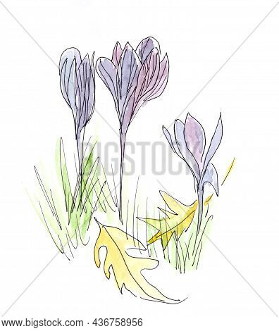 Autumn Crocus ,colchicum Autumnale ,meadow Saffron Flowers Watercolor Botanical Sketch
