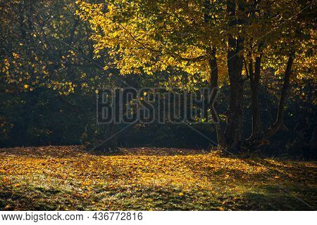 Tree In Golden Fall Foliage On The Meadow. Beautiful Nature Scenenry In Morning Light