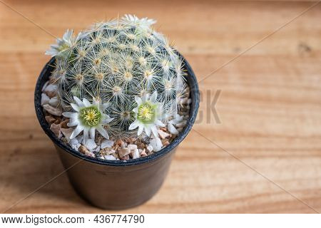 A Cute Cactus Named 