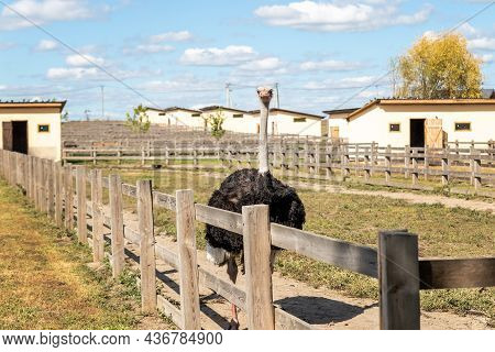 Many Big African Ostrich Birds Walking In Paddock With Wooden Fence On Poultry Farm Yard Against Blu