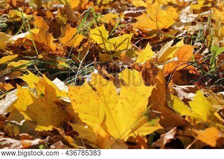 Beautiful Autumn Background, Close-up Of Fallen Leaf Of Maple Tree Glowing In Sunlight