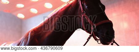 Sports Horse Stands After Training In Equine Solarium Closeup