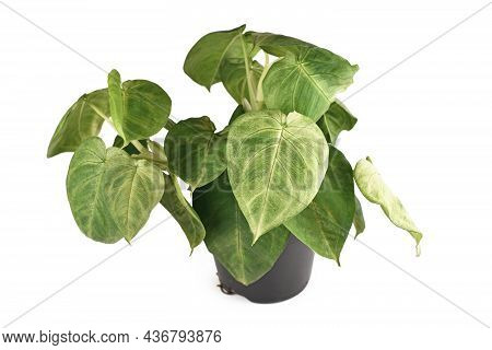 Potted Houseplant With Botanic Name 'syngonium Macrophyllum Frosted Heart'  Isolated On White Backgr