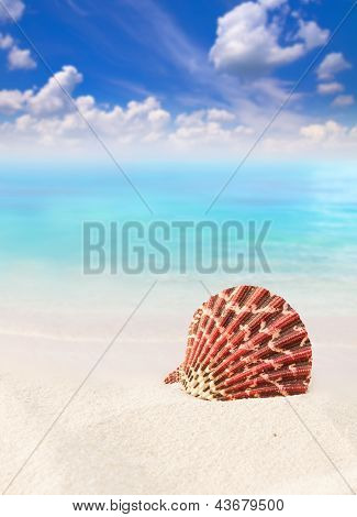 Shell Beach