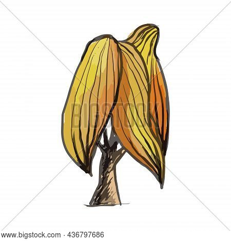 A Tree In Color On A White Background.