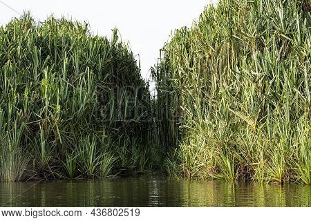 Growth Of The Small Island Of Bur Rush Plant Closing The Passage Way On The Lake. Indigenous People 