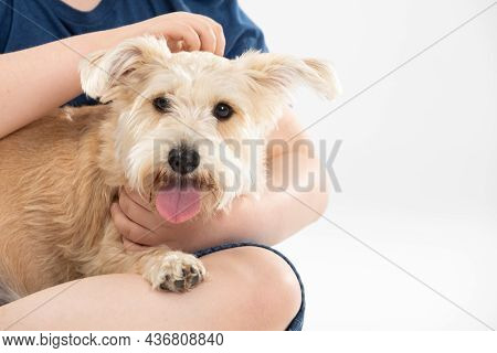 A Shaggy Dog In The Arms Of A Child Who Is Stroking It. A Close-up View. Object Isolated From The Ba