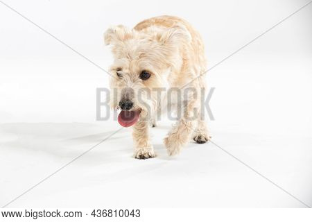 A Multi-breed Dog Walks Directly Into The Camera. Isolated From The Background.