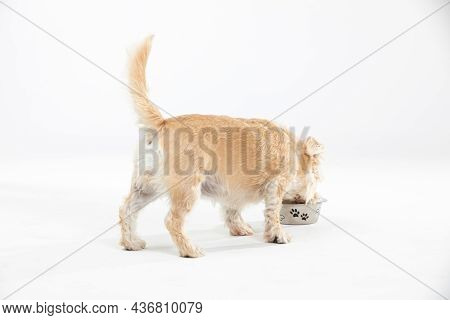 A Multiracial Dog Drinks Water From A Bowl. Isolated From The Background. White Background.