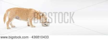 A Multiracial Dog Drinks Water From A Bowl. Isolated From The Background. White Background. Panorami