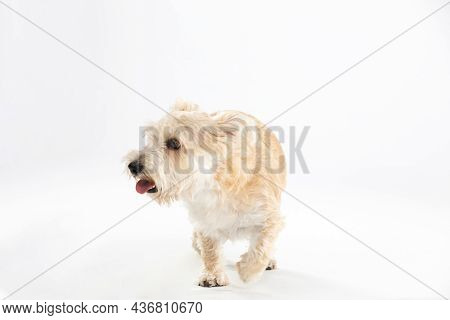 A Multi-breed Dog Walks Directly Into The Camera. Isolated From The Background.