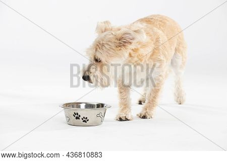 A Light Brown Dog Checks To Make Sure Its Safe And Will Take To Eating From His Bowl.