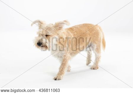 Multiracial Small Dog Walks Hesitantly Against White Background. Isolated From The Background.